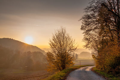 Road passing through forest