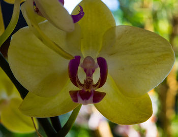 Close-up of flower blooming outdoors