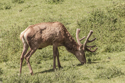 Side view of horse grazing on field