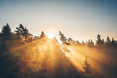 Sunlight streaming through trees against sky during sunset