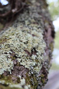 Close-up of moss growing on tree trunk