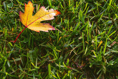 High angle view of autumnal leaves on field
