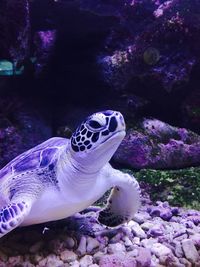 Close-up of turtle swimming in a reef