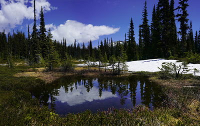 Scenic view of lake by trees against sky