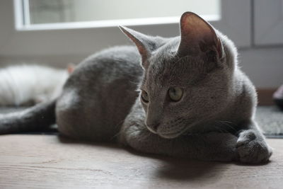 Close-up of a cat resting at home