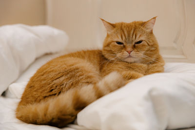 Portrait of a beautiful red purebred cat with a proud look on the bed.