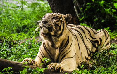 Tiger in a forest