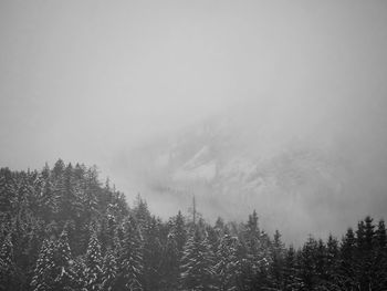 Trees in forest against sky during winter