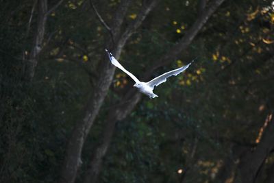 Seagull flying over a bird