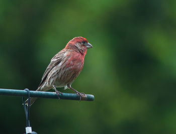 Close-up of bird perching on metal