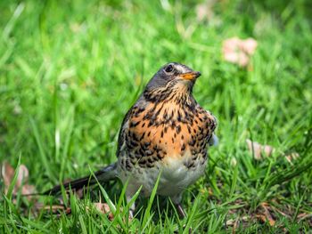 Close-up of bird perching on grass