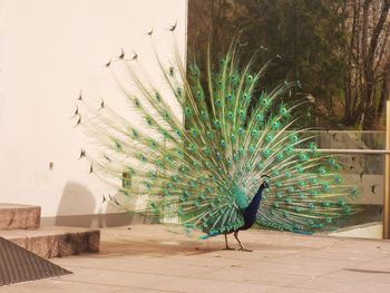 View of a peacock