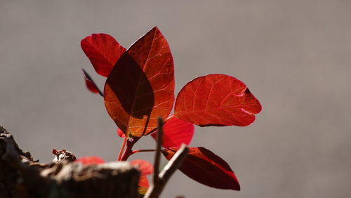 Close-up of leaves on plant