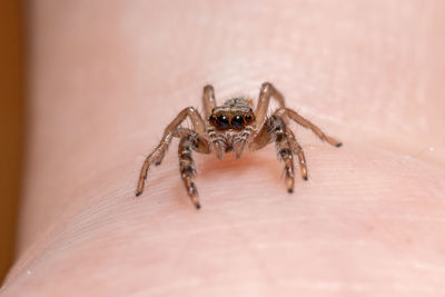 Close-up of spider on table