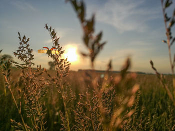 Close-up of fresh plants in field against sky at sunset