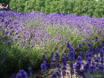 Purple flowers on field