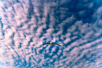 Low angle view of seagull flying in sky