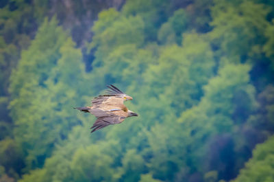 Bird flying against the sky