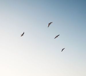 Low angle view of birds flying in the sky