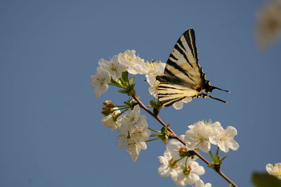 Close-up of butterfly pollinating on flower against clear sky