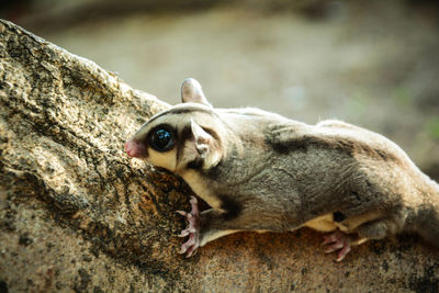 Close-up of a cat lying on rock