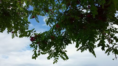 Low angle view of leaves on tree against sky