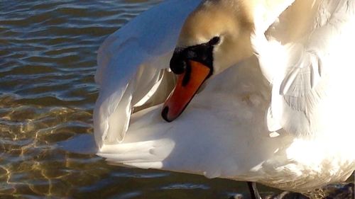 Close-up of bird