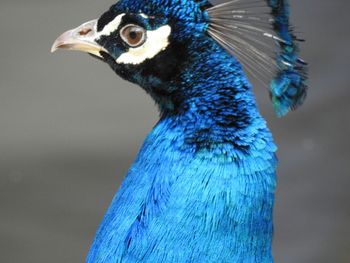 Close-up of peacock