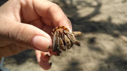 Close-up of hand holding crab on beach