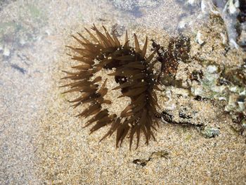 Close-up view of crab