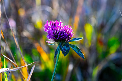 Close-up of purple flowering plant