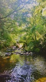 Trees by river in forest