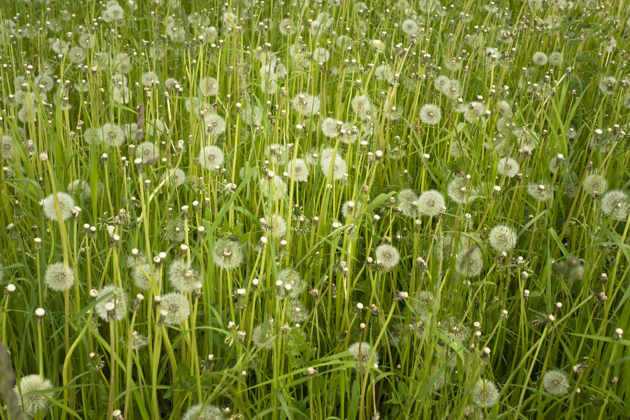 CLOSE-UP OF WET FLOWERS ON FIELD