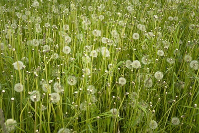 Close-up of wet white flowers in field