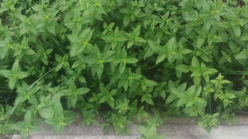 High angle view of green plants on field