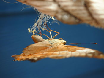 Close-up of insect on dry plant