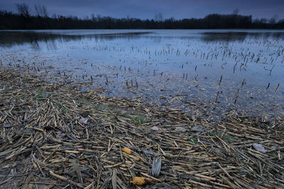 Scenic view of lake in forest