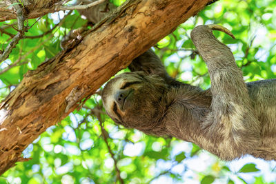 Low angle view of bird perching on tree