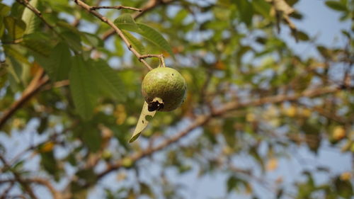 Low angle view of guava growing on tree