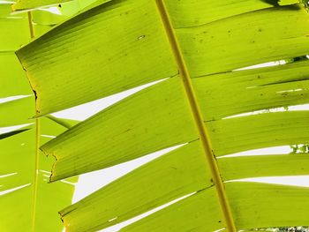 Full frame shot of green leaves