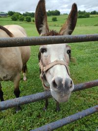 Close-up of a donkey standing at fence gate