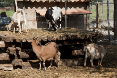 Horses standing outdoors