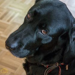 Close-up portrait of a dog