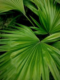 Full frame shot of plant