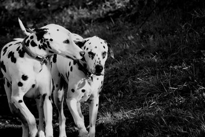 Portrait of dogs