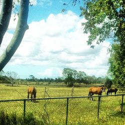 Horses grazing on grassy field