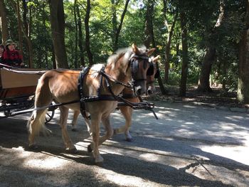 Horses in stable