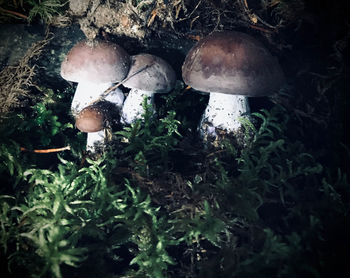 Close-up of mushroom growing on field