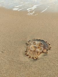 High angle view of shell on beach