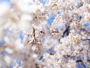 Close-up of cherry blossom